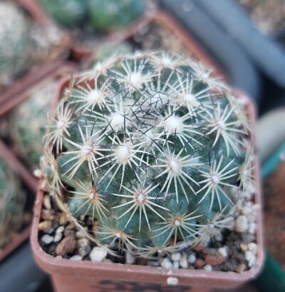 Coryphantha panarottoi Z173