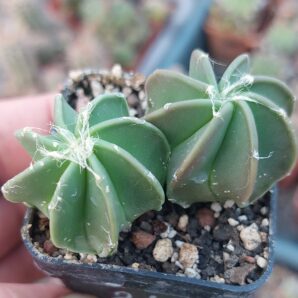 Astrophytum niveum v.nudum