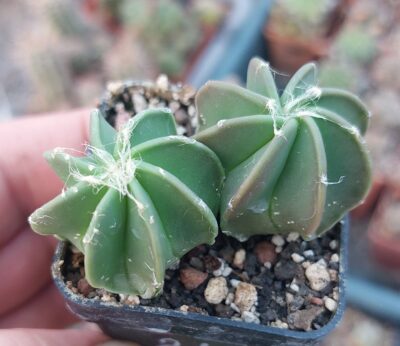 Astrophytum niveum v.nudum