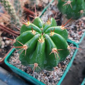 Echinopsis bridgesii (Pavlichek 1162.50)