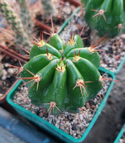 Echinopsis bridgesii (Pavlichek 1162.50)
