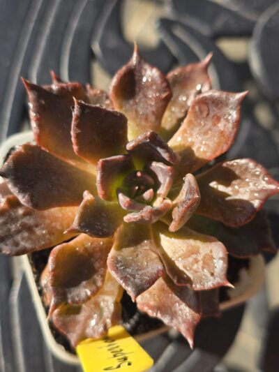 Echeveria Super Bowl