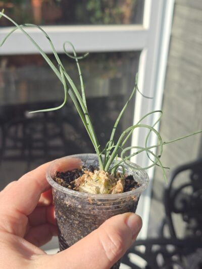 Albuca spiralis