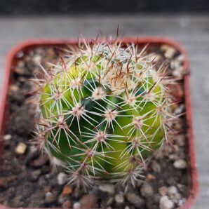 Lobivia aurea v.shaferi variegated