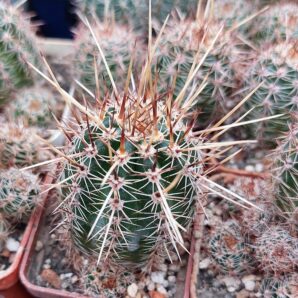 Lobivia aurea v.shaferi