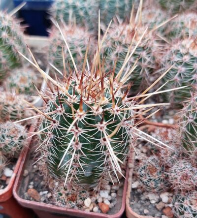 Lobivia aurea v.shaferi
