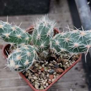 Opuntia bulbispina