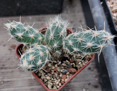 Opuntia bulbispina