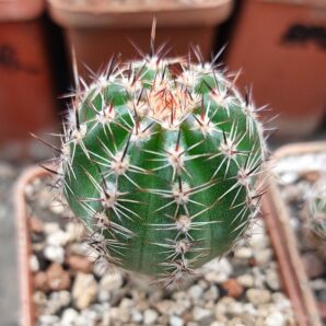 Lobivia aurea v.shaferi var.shortspines