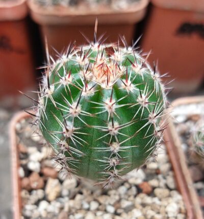 Lobivia aurea v.shaferi var.shortspines