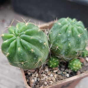 Lobivia hertrichiana v.hertrichiana