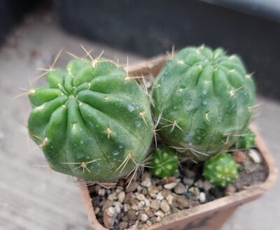 Lobivia hertrichiana v.hertrichiana