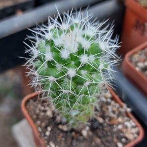 Mammillaria nejapensis