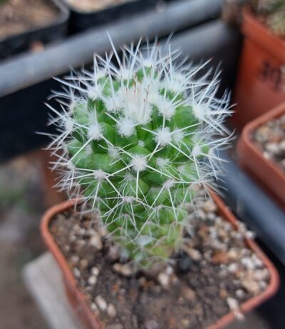 Mammillaria nejapensis