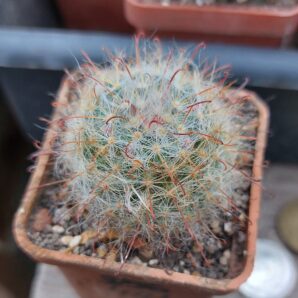 Mammillaria bocasana v.cunzeana