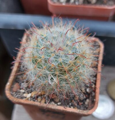 Mammillaria bocasana v.cunzeana