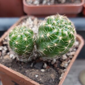 Lobivia arachnacantha MG 523.7