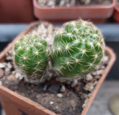 Lobivia arachnacantha MG 523.7