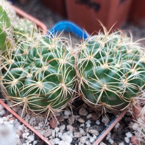 Lobivia tiegeliana v.castanea