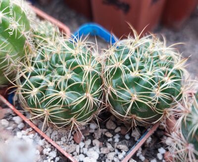 Lobivia tiegeliana v.castanea