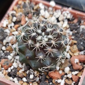 Copiapoa tenuissima