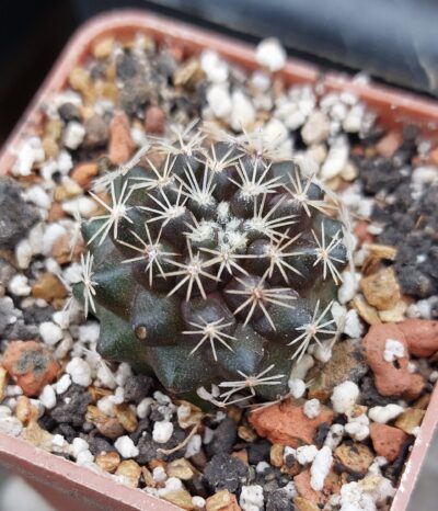 Copiapoa tenuissima