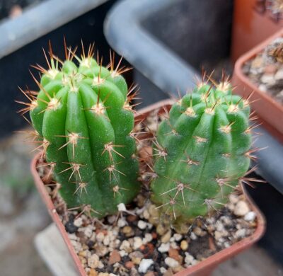 Echinopsis ayopayana