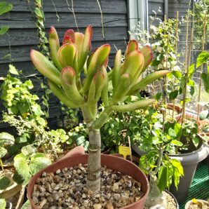 Crassula ovata Red Horn Tree