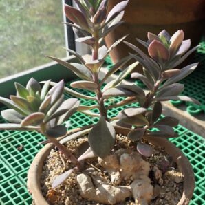 Kleinia fungens