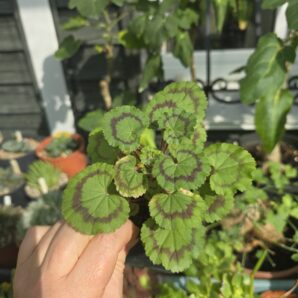 Pelargonium Dresden Pink