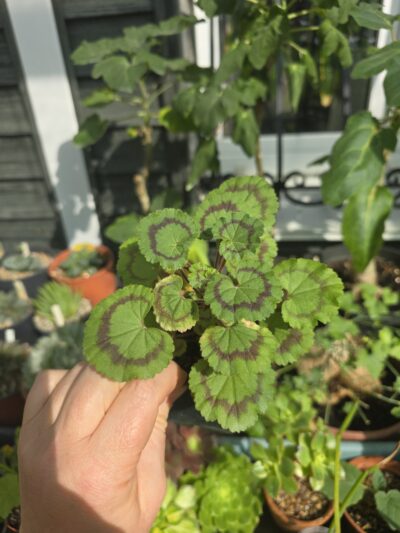 Pelargonium Dresden Pink