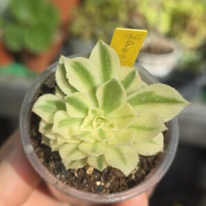 Aeonium Yanning