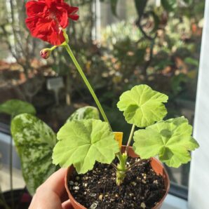 Pelargonium South African Sun