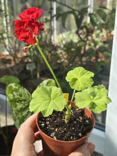 Pelargonium South African Sun