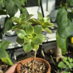 Aeonium kiwi