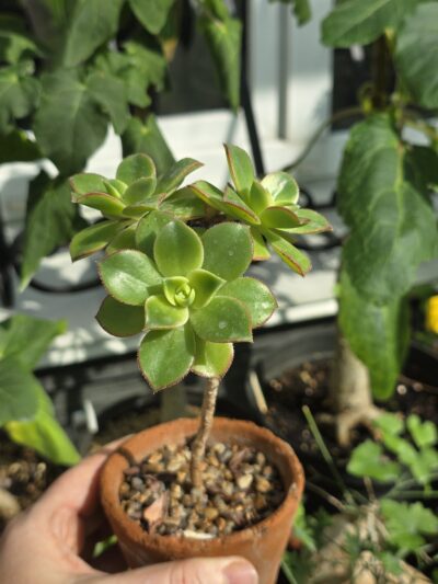 Aeonium kiwi