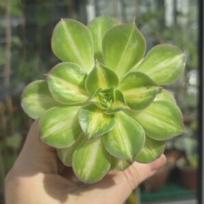 Aeonium Lemon&Lime