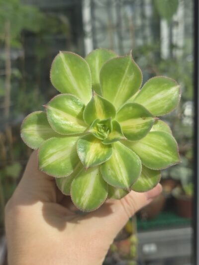 Aeonium Lemon&Lime