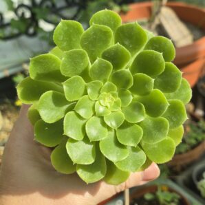 Aeonium pseudotabuliforme