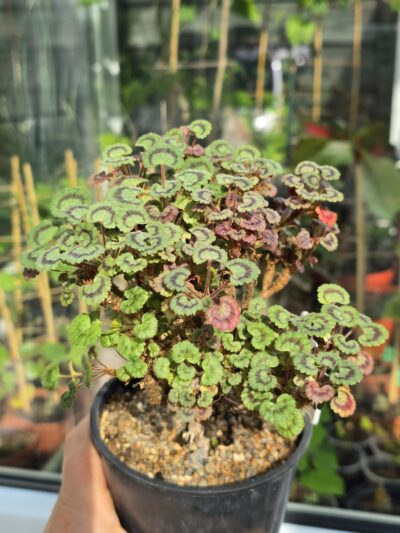 Pelargonium Dresden Pink - Зображення 2