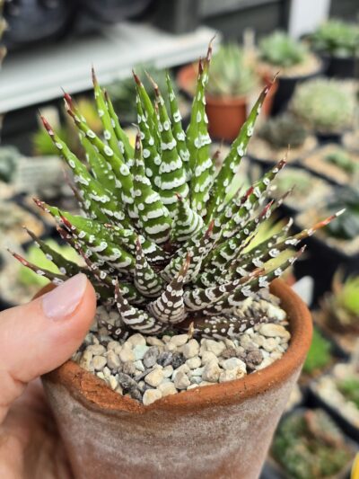 Haworthia fasciata Big Band - Зображення 2