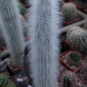 Cleistocactus strausii