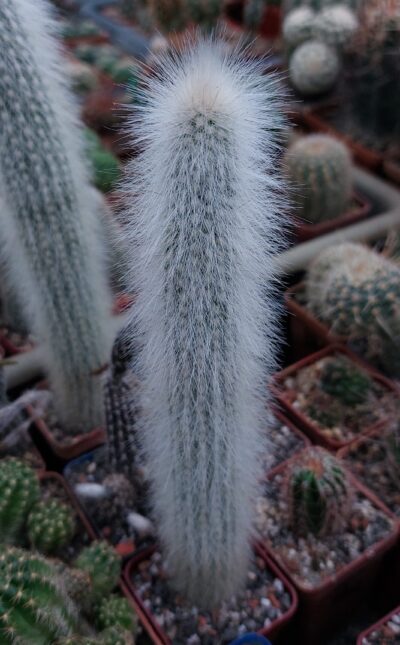 Cleistocactus strausii