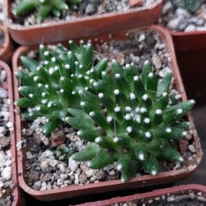 Mammillaria painteri