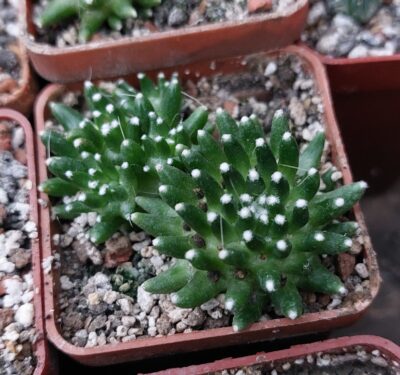 Mammillaria painteri
