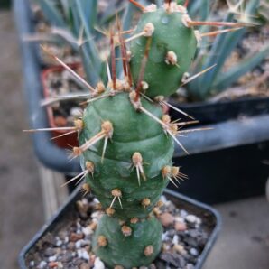 Tephrocactus neuquensis (Piltz)