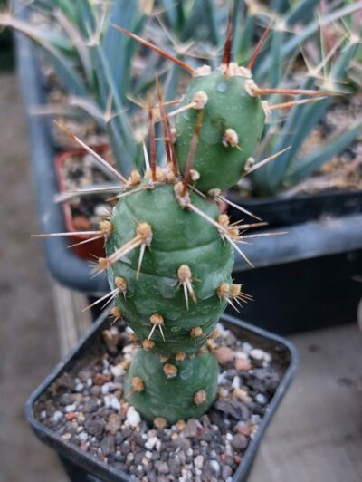 Tephrocactus neuquensis (Piltz)