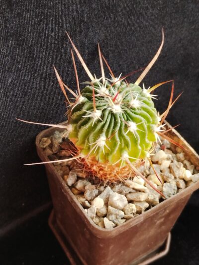 Echinofossulocactus hybr.