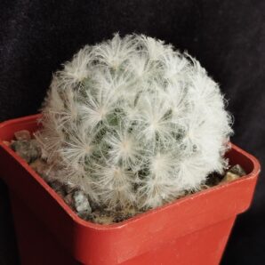 Mammillaria plumosa