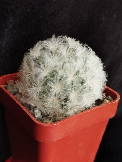 Mammillaria plumosa